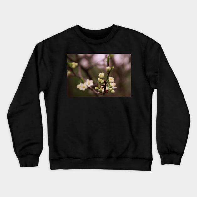 plum tree in full bloom Crewneck Sweatshirt by jomaot